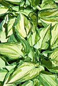 HOSTA FORTUNEI ALBOPICTA