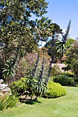 ECHIUM PININANA AT LOGAN BOTANIC GARDEN