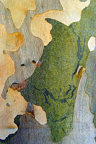 BARK_DETAIL__EUCALYPTUS_PAUCIFLORA_SUBSP_NIPHOPHILA