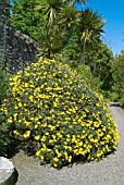 EURYOPS PECTINATUS