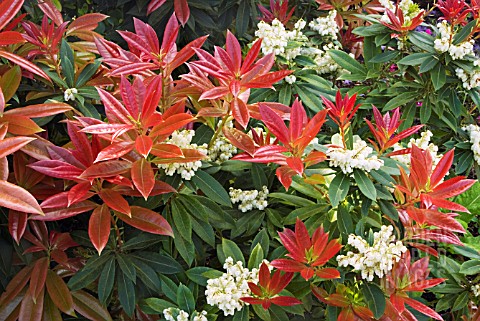 PIERIS_FORMOSA_VAR_FORRESTII_WAKEHURST