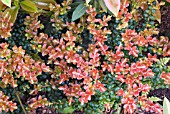 VACCINUM RETUSUM