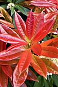 PIERIS FORMOSA VAR. FORRESTII WAKEHURST