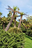 TREE FERN GROVE AT LOGAN BOTANIC GARDEN; SCOTLAND