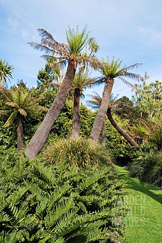 TREE_FERN_GROVE_AT_LOGAN_BOTANIC_GARDEN_SCOTLAND