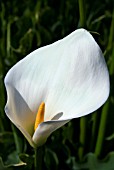 ZANTEDESCHIA AETHIOPICA