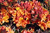 RHODODENDRON MARY POPPINS