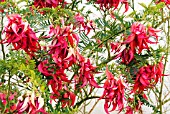 CLIANTHUS PUNICEUS