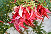 CLIANTHUS PUNICEUS