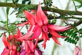 CLIANTHUS PUNICEUS