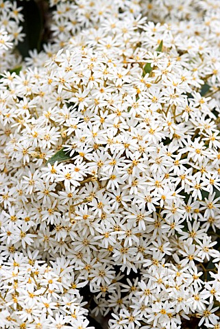 OLEARIA_ARBORESCENS_ANGUSTIFOLIA