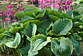 HOSTA SIEBOLDIANA  VAR. ELEGANS