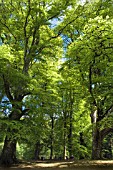 MATURE BEECH TREES IN DRUMLANRIG COUNTRY PARK