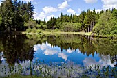 TREES REFLECTED IN THE LOCH IN DRUMLANRIG COUNTRY PARK, DUMFIRES & GALLOWAY