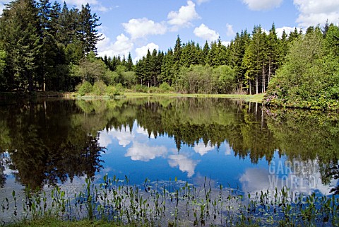 TREES_REFLECTED_IN_THE_LOCH_IN_DRUMLANRIG_COUNTRY_PARK_DUMFIRES__GALLOWAY