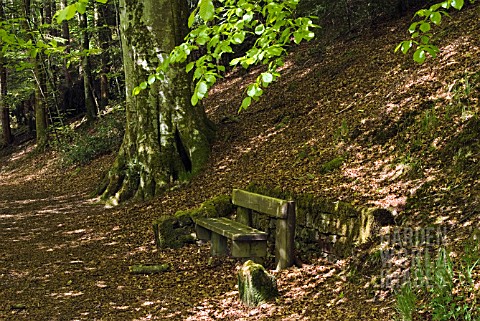 WOODEN_SEAT_IN_WOODLAND_AT_DRUMLANRIG_COUNTRY_PARK_DUMFRIES__GALLOWAY