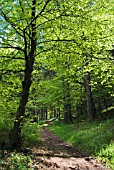 THE WOODLAND WALK IN DRUMLANRIG COUNTRY PARK. DUMFRIES & GALLOWAY