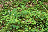 WOOD SORREL GROWING ON THE WOODLAND FLOOR