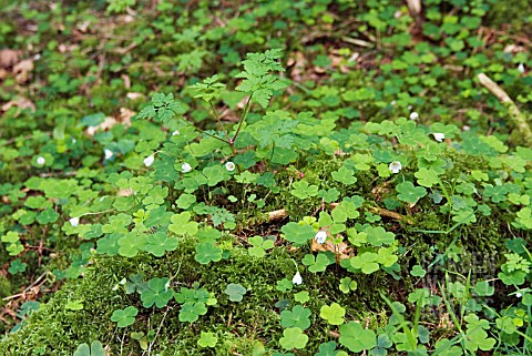 WOOD_SORREL_GROWING_ON_THE_WOODLAND_FLOOR