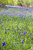 HYACINTHOIDES NON-SCRIPTA IN WOODLAND AT DRUMLANRIG COUNTRY PARK