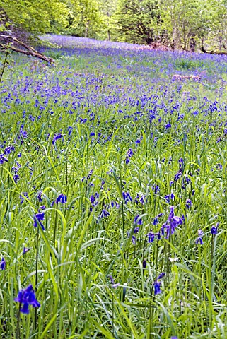 HYACINTHOIDES_NONSCRIPTA_IN_WOODLAND_AT_DRUMLANRIG_COUNTRY_PARK