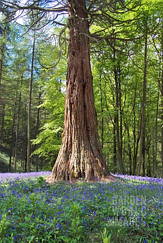 SEQUOIADENDRON_GIGANTEUM_AMONGST_BLUEBELLS_AT_DRUMLANRIG_COUNTRY_PARK__DUMFRIES__GALLOWAY