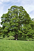 THE DRUMLANRIG SYCAMORE IN DRUMLANRIG COUNTRY PARK, DUMFRIES & GALLOWAY