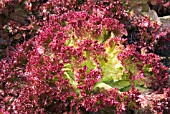 LETTUCE LOLLO ROSSO