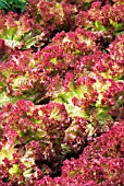 LETTUCE LOLLO ROSSO