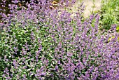 NEPETA CATARIA