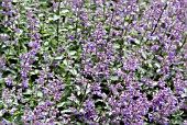 NEPETA CATARIA