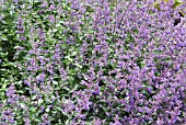 NEPETA CATARIA