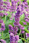 SALVIA VERTICILLATA PURPLE RAIN