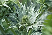 ERYNGIUM GIGANTEUM MISS WILMOTTS GHOST