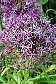 ALLIUM CRISTOPHII