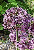 ALLIUM CRISTOPHII