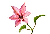 CLEMATIS PINK FANTASY