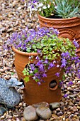 CAMPANULA POSCHARSKYANA IN CONTAINER