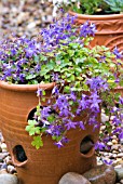 CAMPANULA POSCHARSKYANA IN CONTAINER