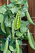 PEA KELVEDON WONDER