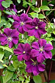 CLEMATIS VITICELLA ETOILE VIOLETTE