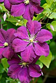 CLEMATIS VITICELLA ETOILE VIOLETTE