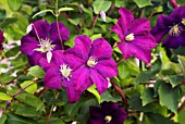 CLEMATIS VITICELLA ETOILE VIOLETTE