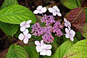 HYDRANGEA MACROPHYLLA BLUE WAVE