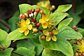 HYPERICUM ELITE MARRON