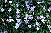 IPHEION UNIFLORUM,  CAERULEUM,   SPRING STAR FLOWER