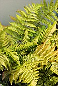 DRYOPTERIS ERYTHROSORA