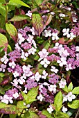 HYDRANGEA MACROPHYLLA BLUE WAVE