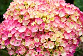 HYDRANGEA HORTENSIA KING GEORGE