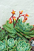 ECHEVERIA ELEGANS